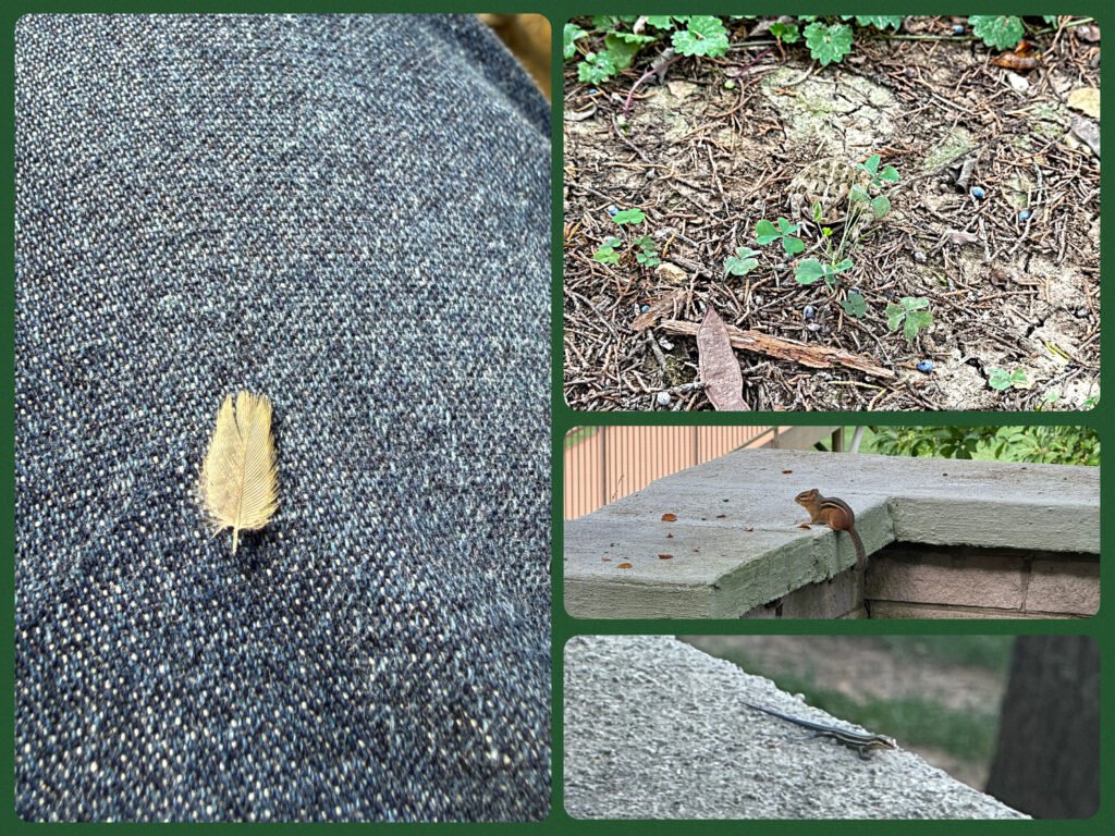 Collage image of tiny feather resting on author's thigh; toad camouflaged among dirt, pine needles, and clover;  chipmunk perched on stone ledge, and juvenile five-lined skink with a blue tail on stone wall