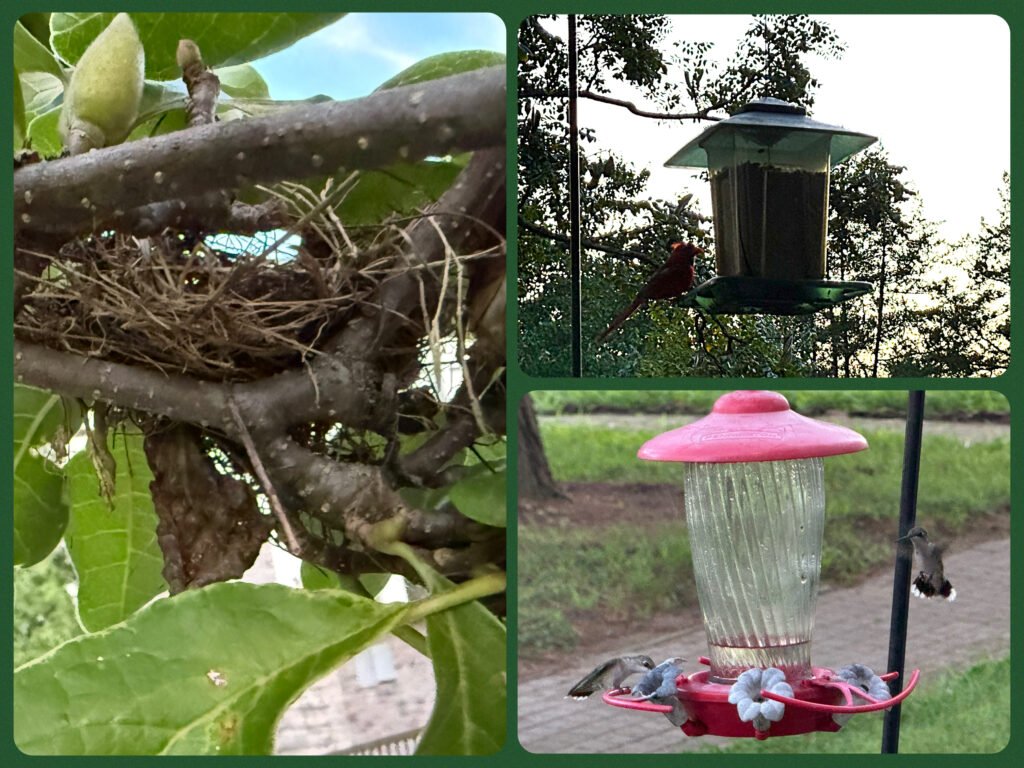 Collage image of small bird's nest tucked into tree branches; cardinal perched on a seed feeder at dusk; two hummingbirds at a red glass feeder