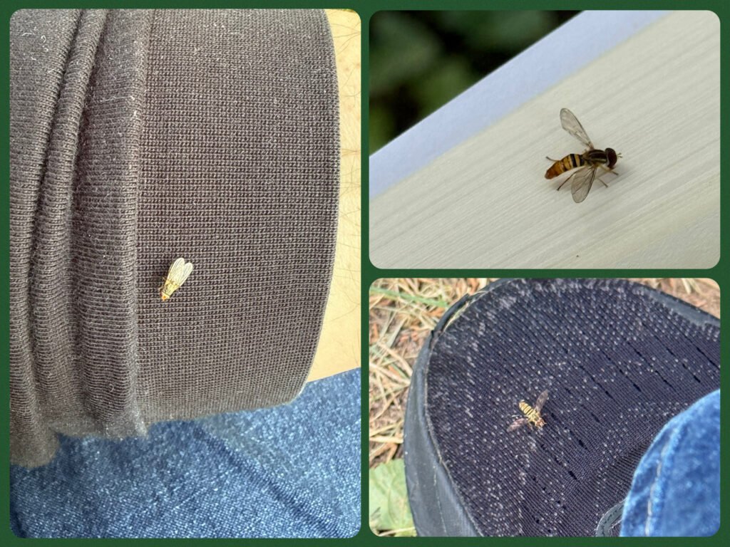 Collage image of insect on shirt; sweat bees on pages of a book and shoe
