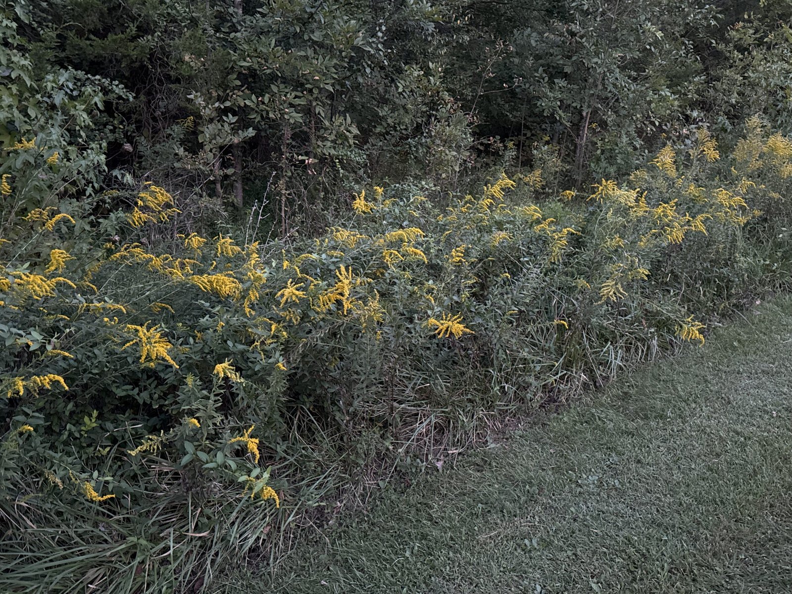 Tall goldenrod in bloom, arching yellow plumes massed along a wooded roadside