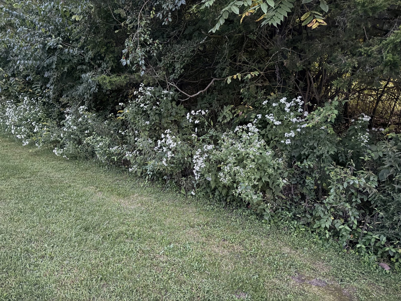 Clusters of small white snakeroot flowers growing along the mown edge of a lawn at the wood line