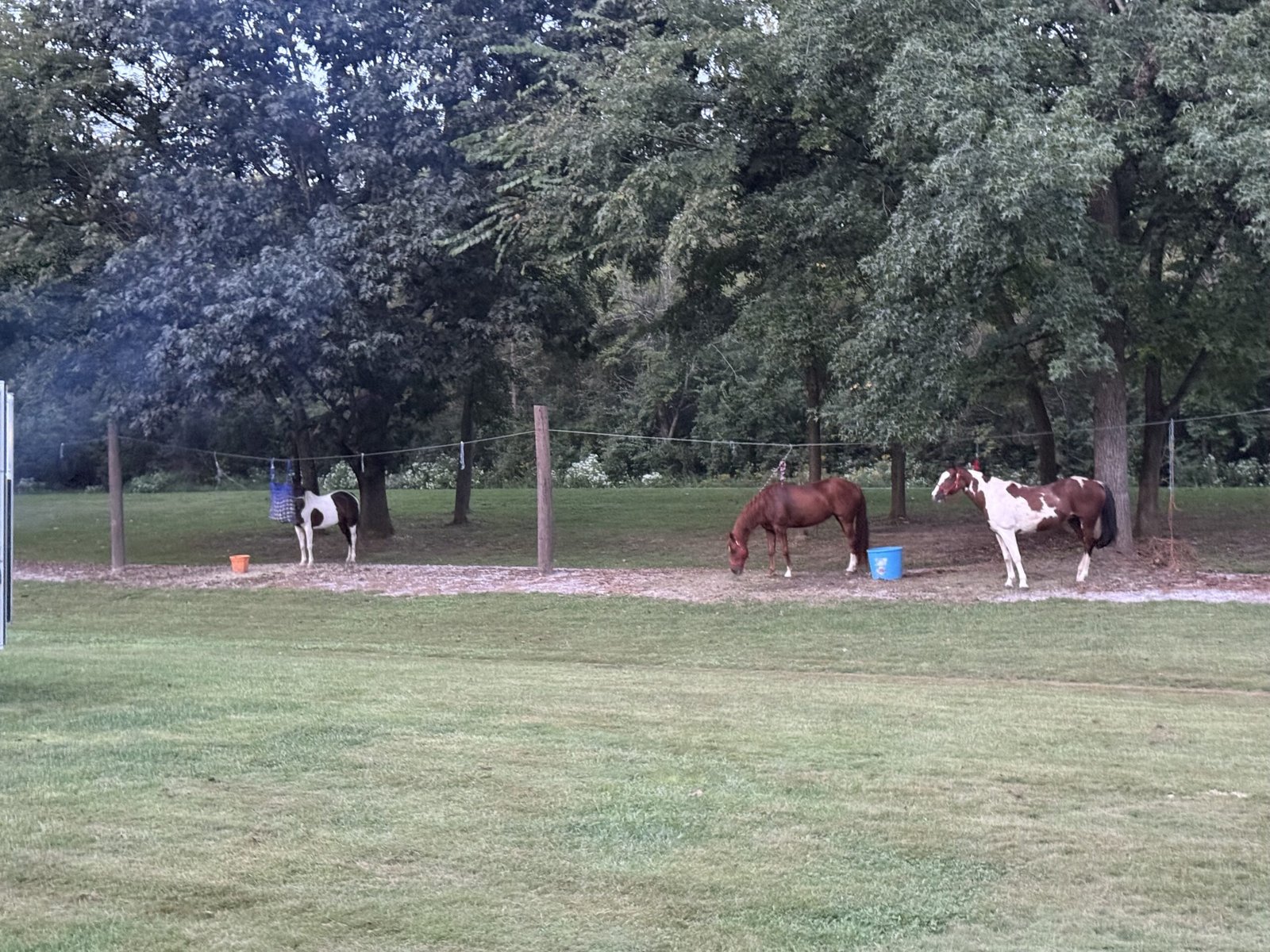 Three horses tied along a picket line strung between posts in a shaded grassy run, with hay nets on the wire and feed buckets on the ground
