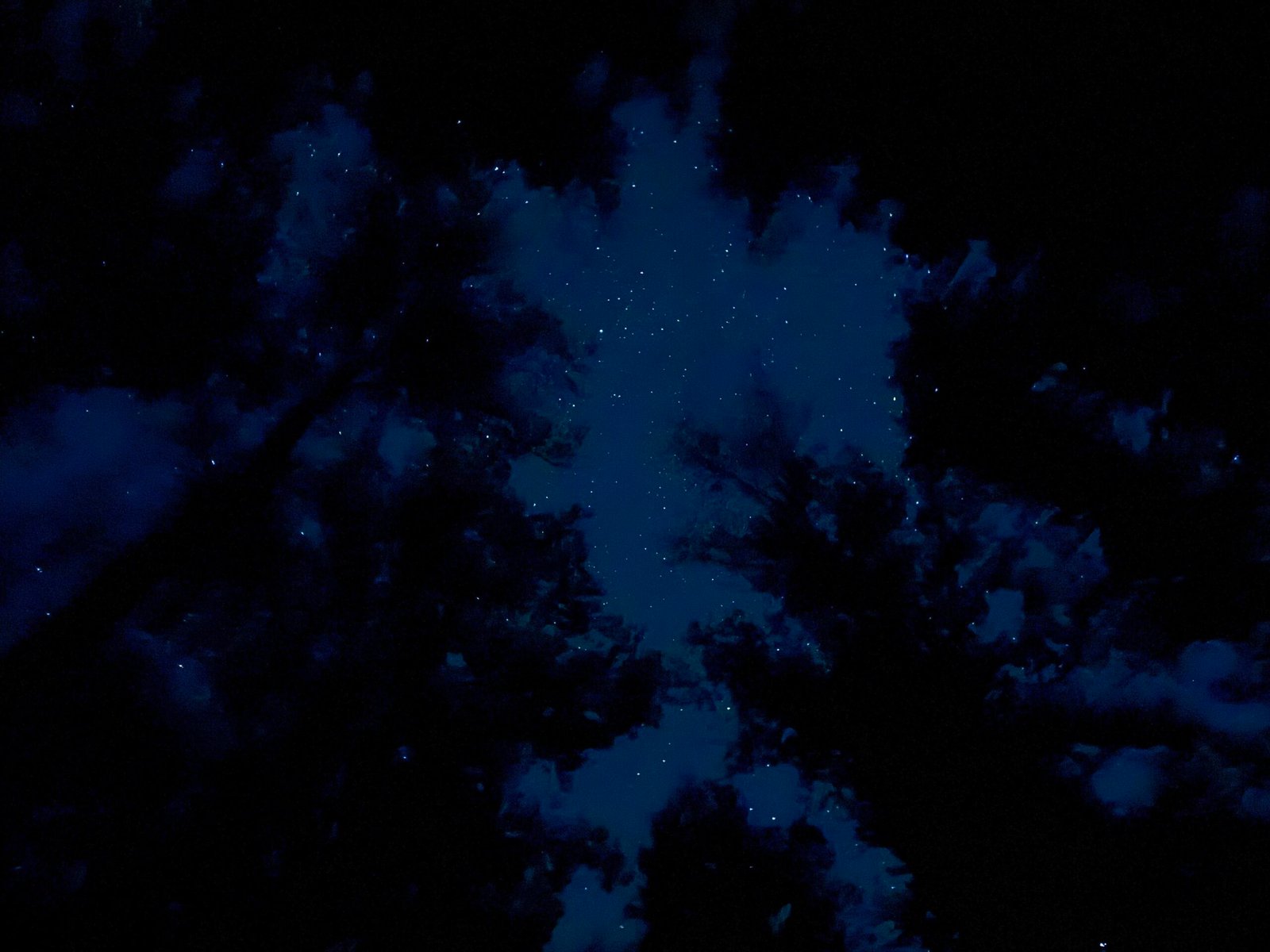 Tall trees silhouetted against a night sky scattered with stars above the Elkmont campground