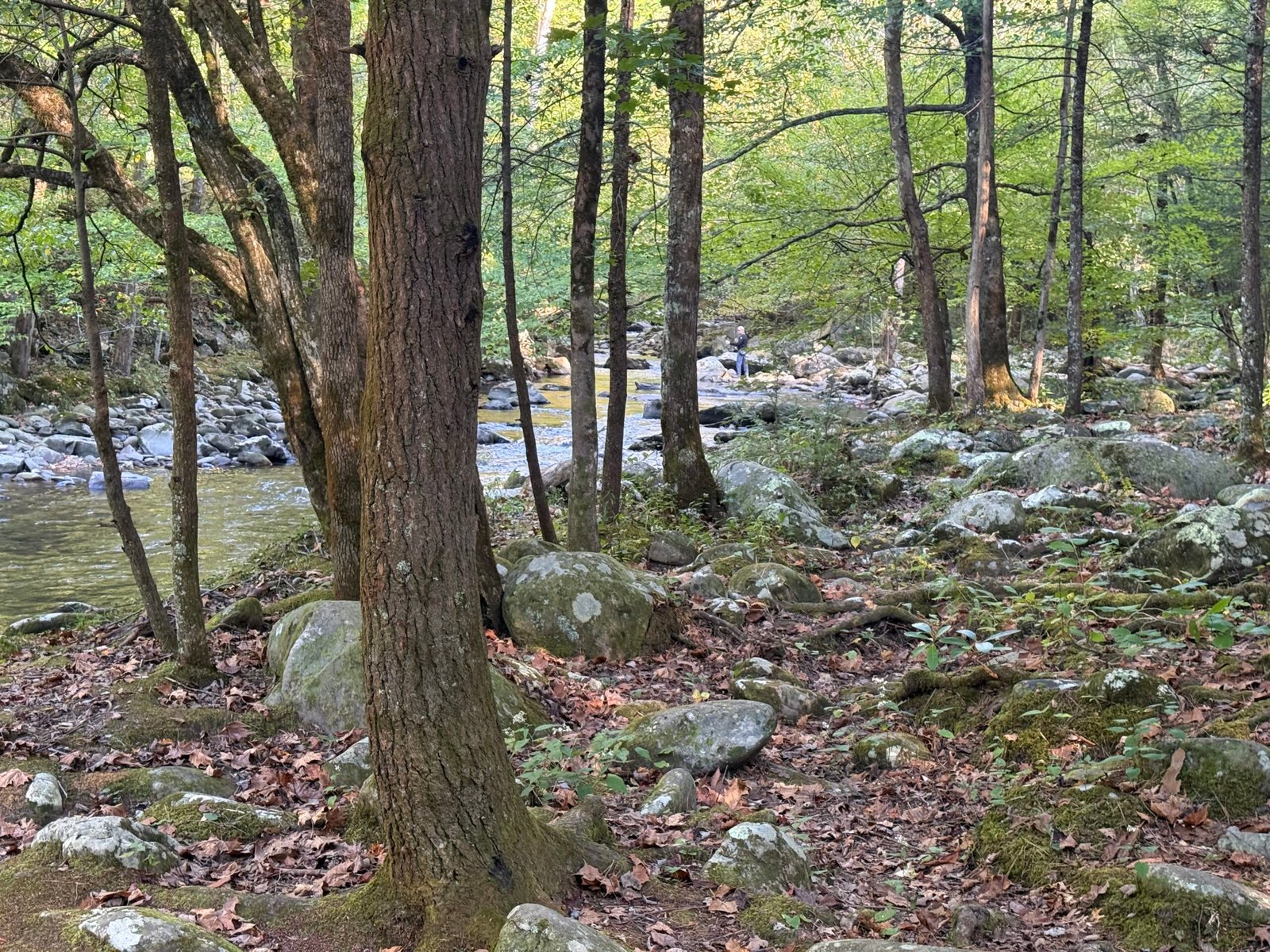 A boulder-strewn mountain stream running through hardwood forest at Elkmont, with a fly fisherman working the water in the distance