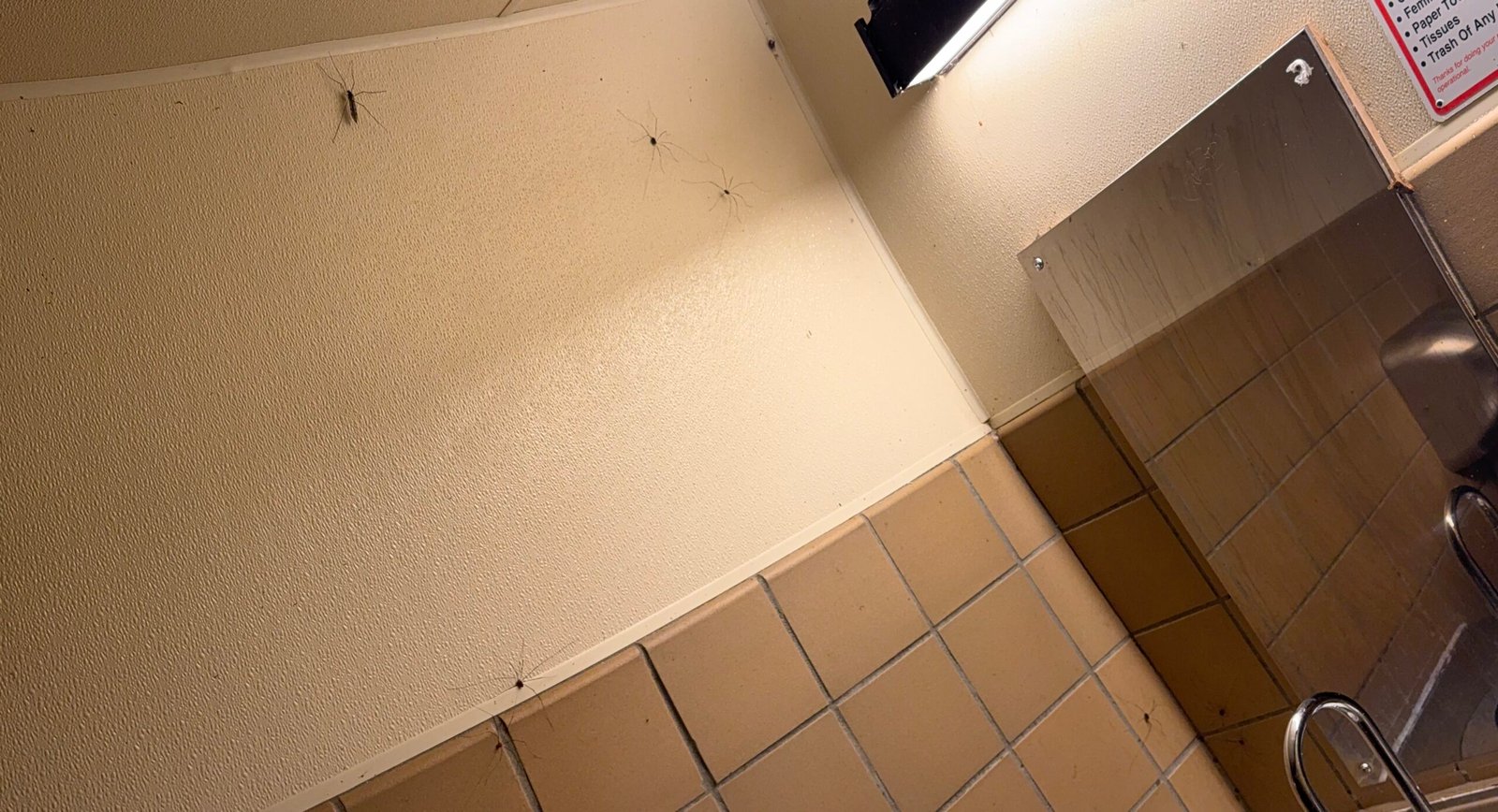 Daddy longlegs scattered across the cream-colored wall and tile of a campground restroom at night