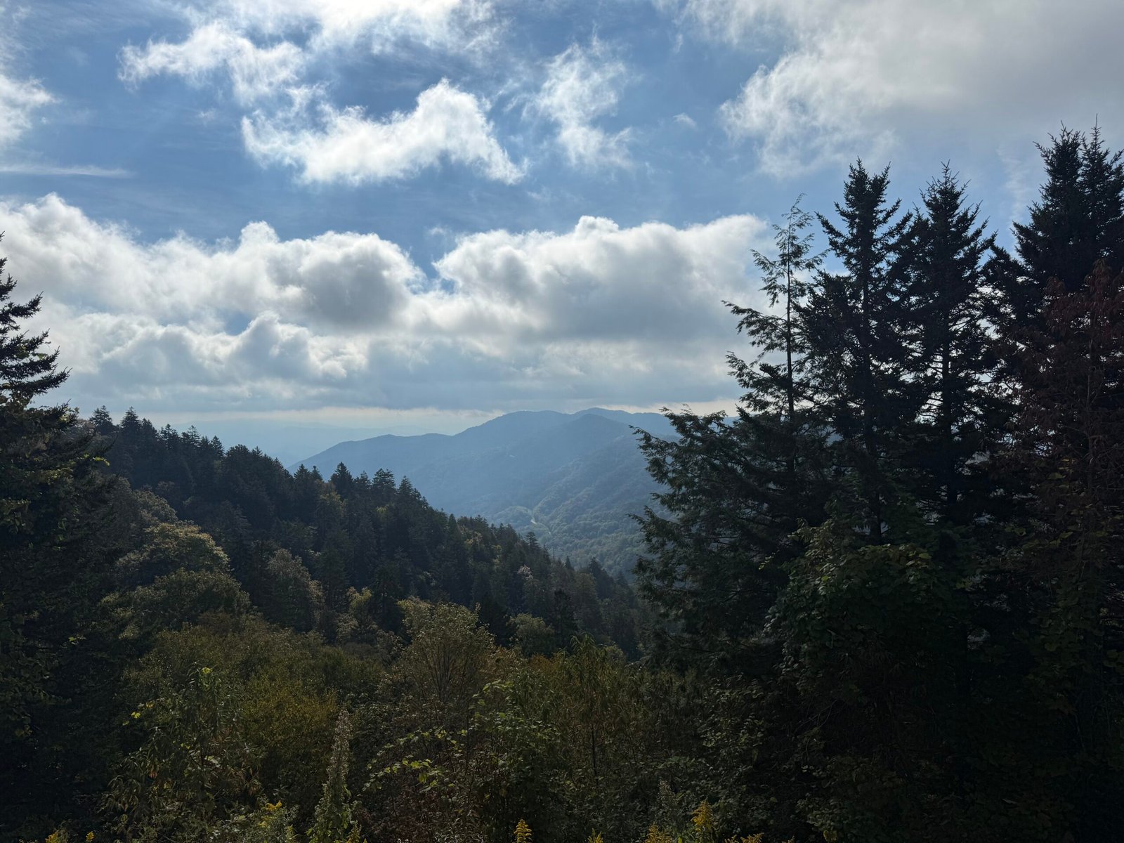 The view from Newfound Gap, spruce in the foreground and layered blue ridges under white clouds