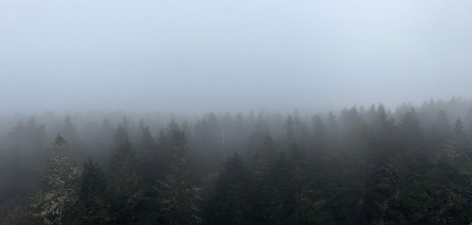The view from the Kuwohi summit, spruce and autumn color fading into solid gray cloud